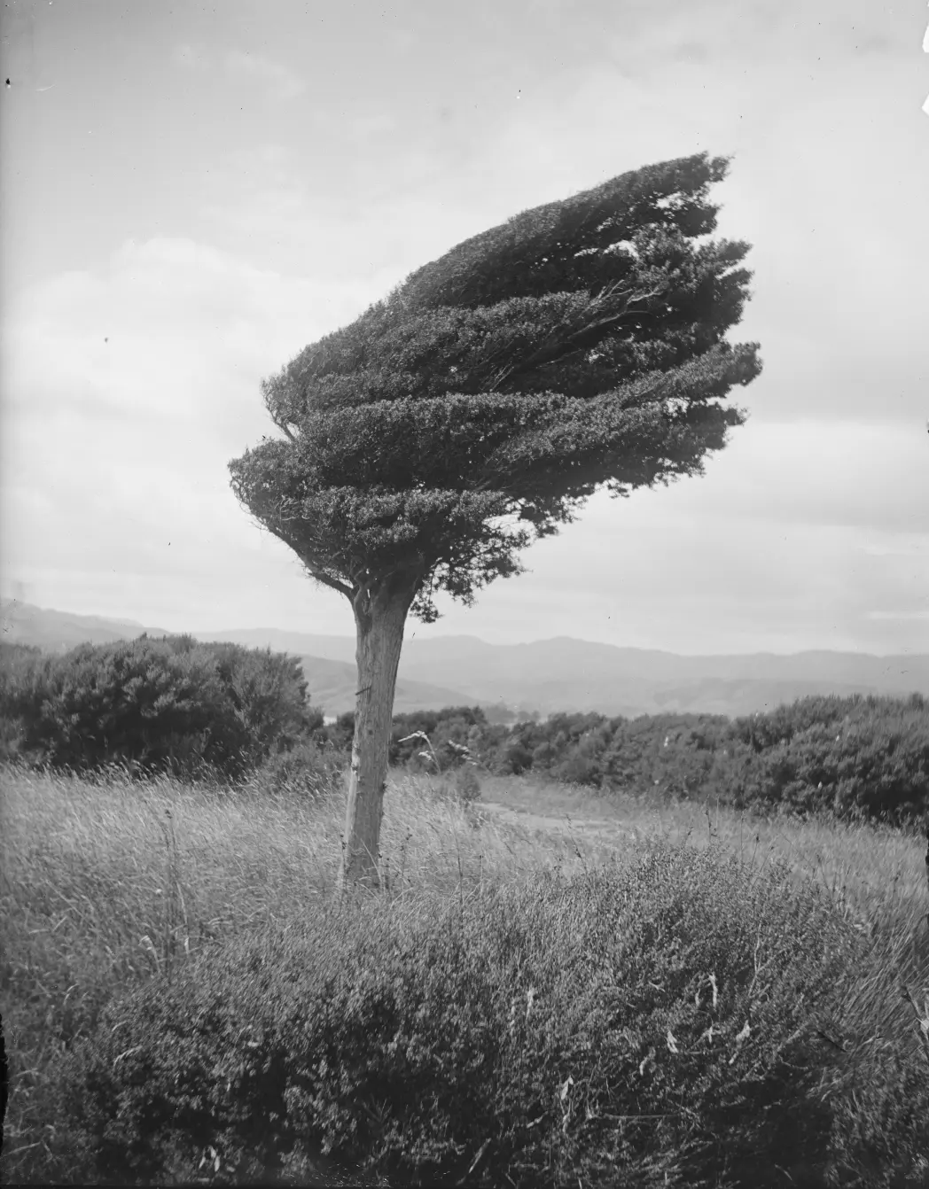 Malý strom totara na hřebeni nad Long Pointem